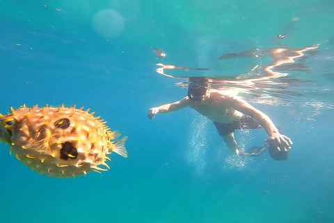 Un día en Ilha Grande Snorkel con tortugas PrivadoUn día en Ilha Grande Snorkel con tortugas