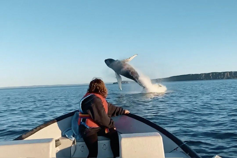 Sri Lanka Mirissa : Journée d&#039;observation des baleines bleues