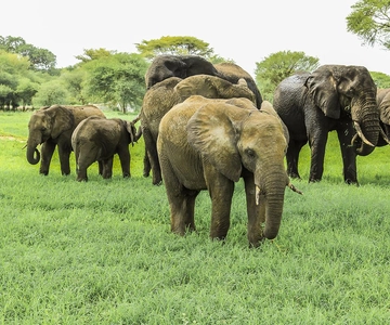 03 GIORNI DI EMOZIONANTE SAFARI NEL MASAI MARA
