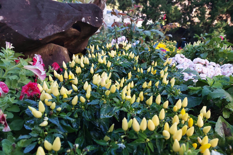 Chiang Rai: Mountains Discovery Doi Mae Salong & Doi Tung Mountains Discovery:Doi Mae Salong & Doi Tung (Private Tour)