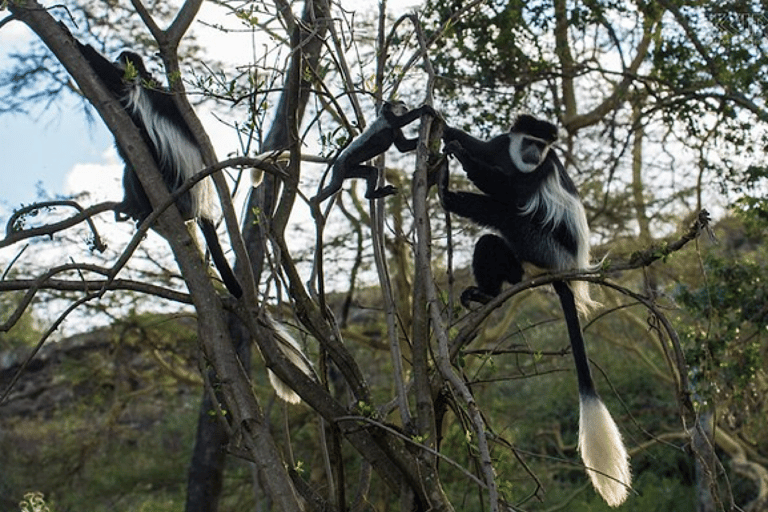 Z Addis Abeby: 2-dniowa wycieczka piesza do Suba Menagesha