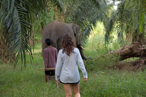 Khao Lak : L'expérience unique du crépuscule dans un sanctuaire d'éléphants éthiqueKhao Lak : L'expérience unique du crépuscule avec les éléphants