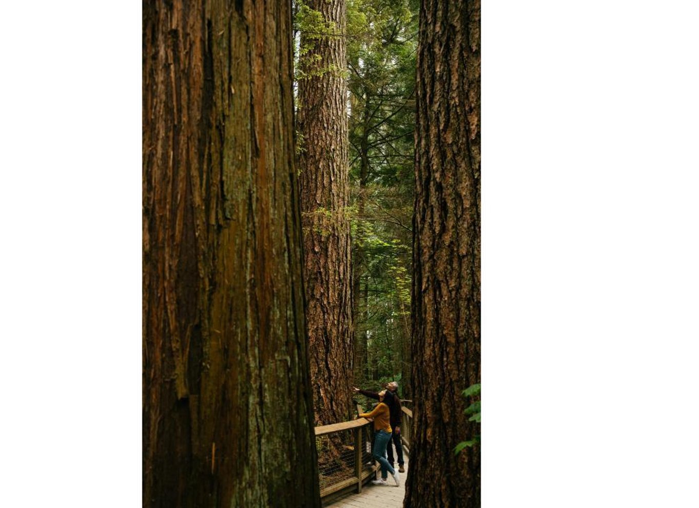 Vancouver: Capilano Suspension Bridge Park billet