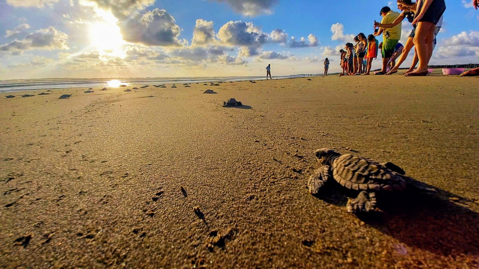 Zihuatanejo, Guerrero: Erlebnis Schildkrötenbefreiung