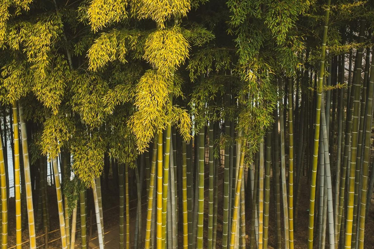 Osaka/Kyoto; Kyoto and Nara customizable Day Tour with Guide