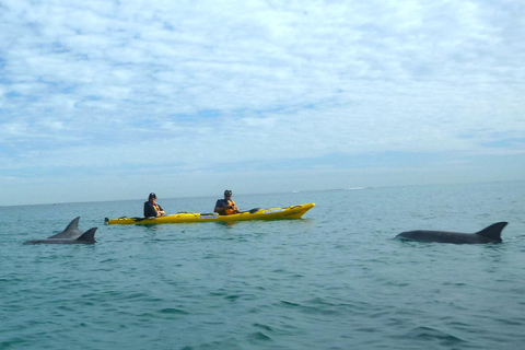 Rockingham: Tour di un giorno in kayak delle isole delle foche e dei pinguini