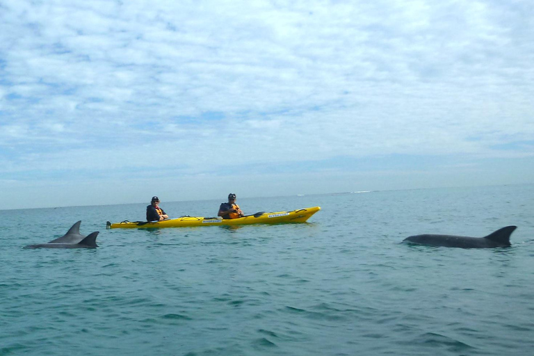 Rockingham : Excursion d&#039;une journée en kayak de mer sur les îles des phoques et des pingouins