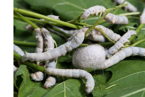 Dalat: Three Waterfalls Small Group Tour - Alpine Coaster