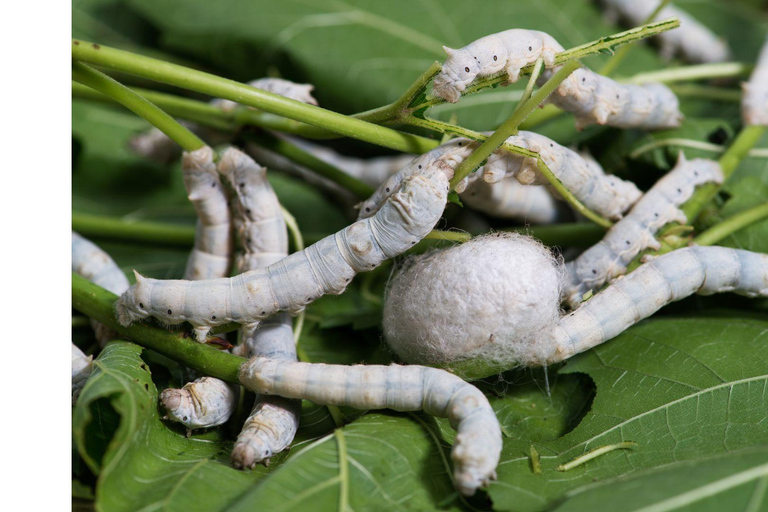 Dalat: Three Waterfalls Small Group Tour - Alpine Coaster