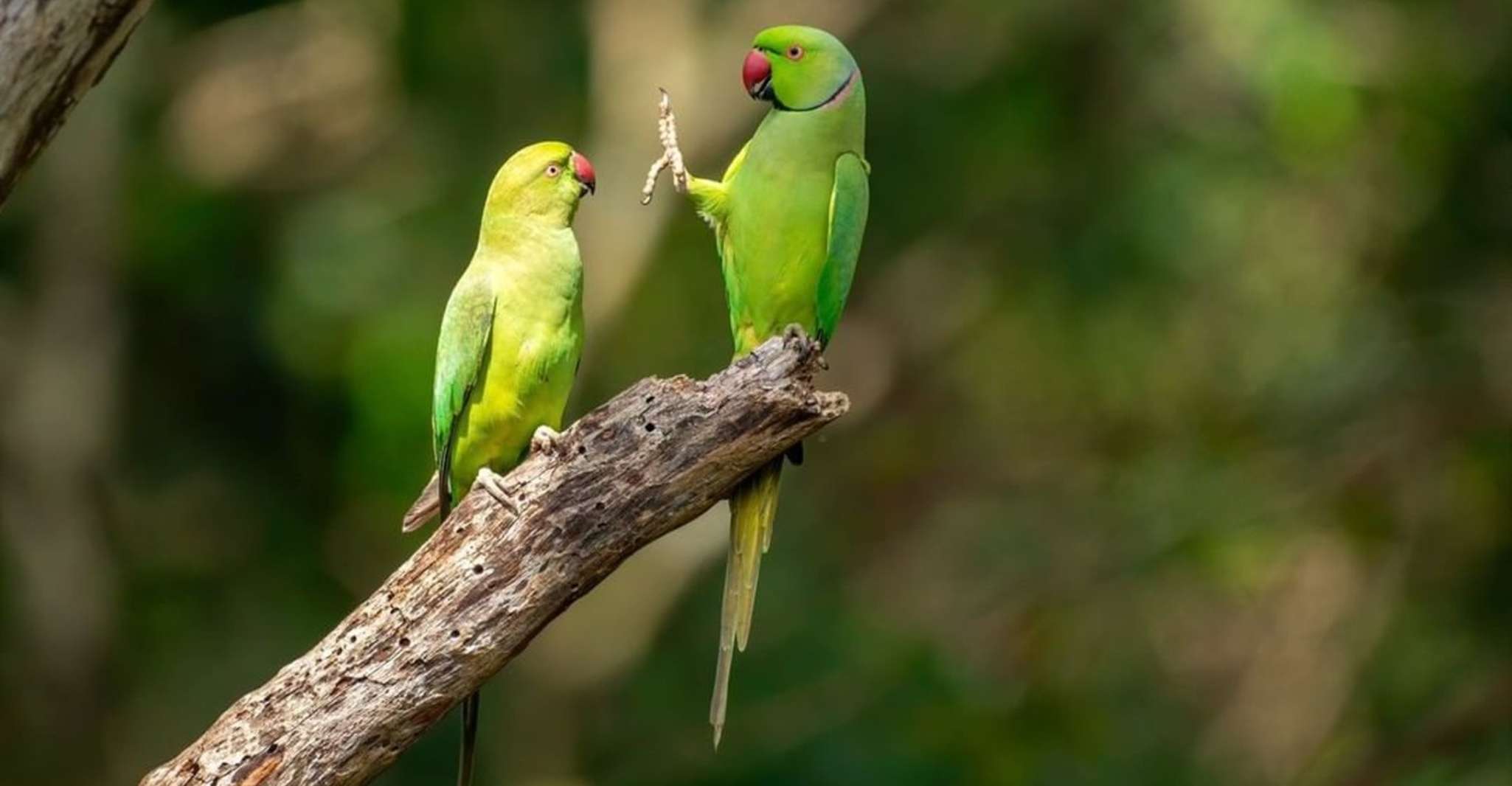 Wildlife Safari zum Kaudulla Nationalpark - Hizvo