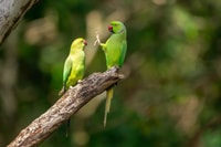 Wildlife Safari au parc national de Kaudulla - Hizvo