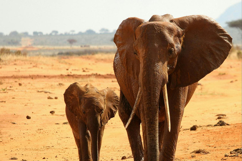 Excursão de um dia a Tsavo East a partir de Mombaça/Diani/Malindi