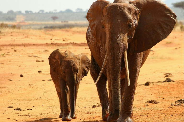 Safari de 2 dias no Parque Nacional Tsavo Este