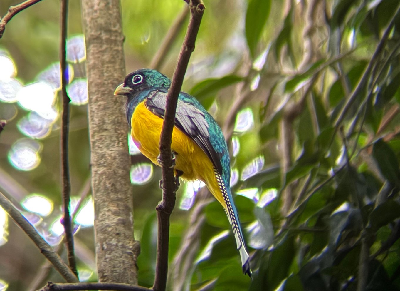 Manuel Antonio Nationalpark: Guidet tur med ENTRÉ INKLUDERET