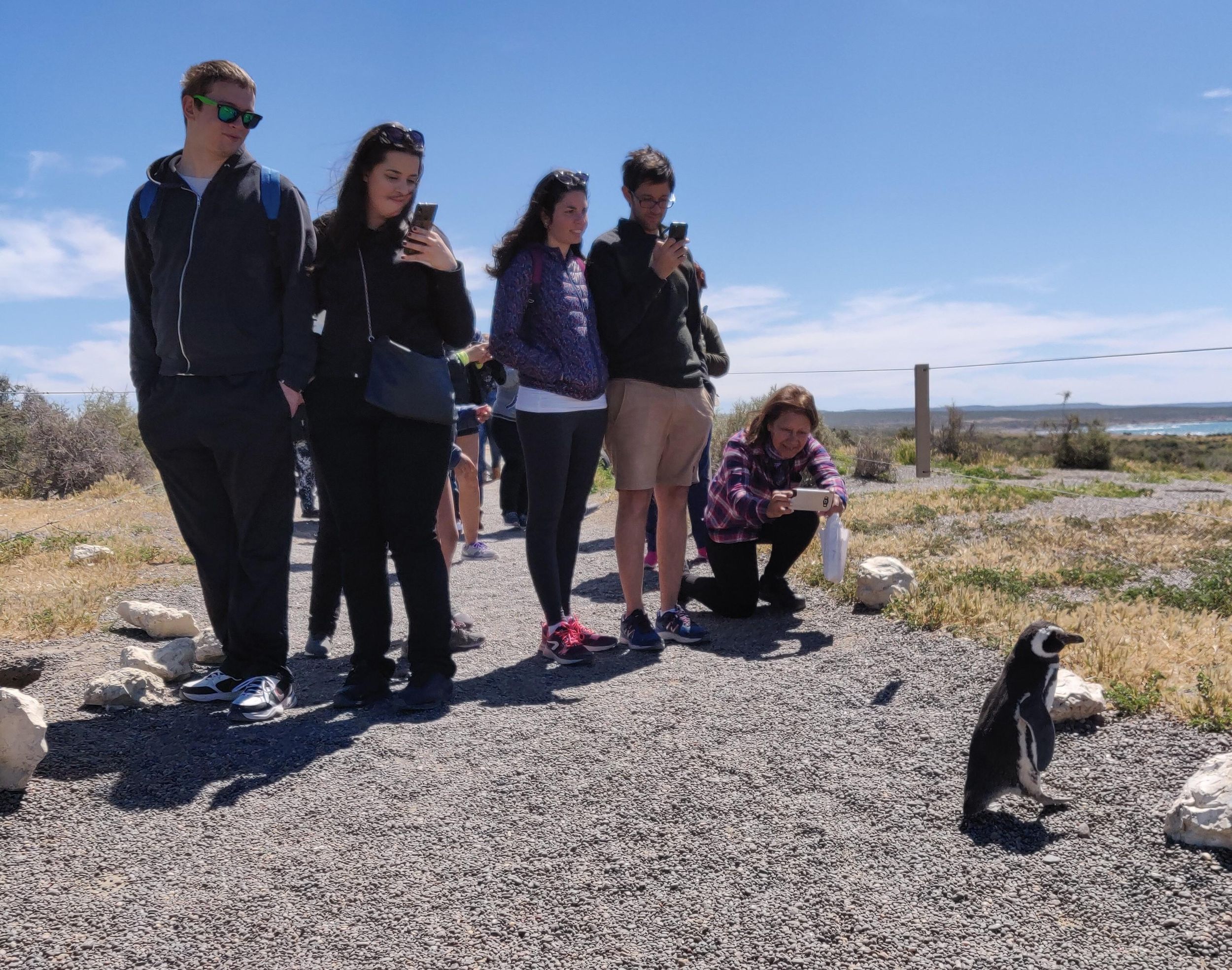 Punta Tombo Cruise Landausflug - Spaziergang zwischen Pinguinen
