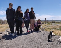 Punta Tombo Shore Excursion Box déjeuner et billets inclus - Hizvo