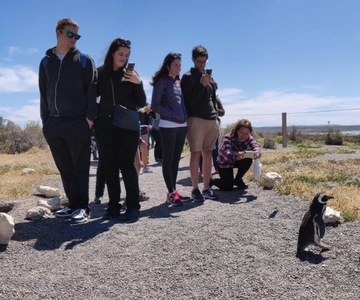 Punta Tombo Cruise Shore Excursion - Walk among penguins