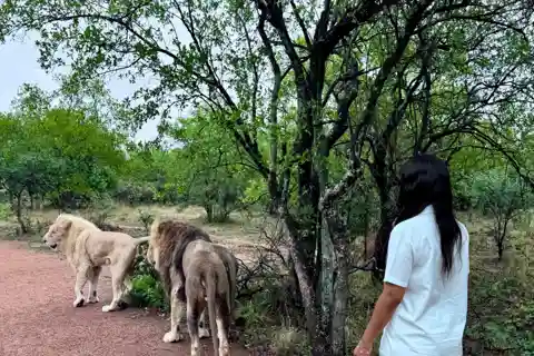 Från Johannesburg: Majestic Lion Walk-upplevelse