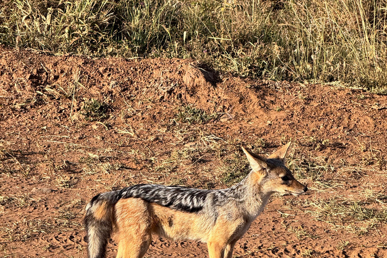 Golden Hour Safari: Afternoon Game Drive in Nairobi park National Park, Elephant Orphanage & Giraffe Private- Van