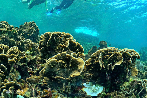 Phu Quoc: 4 Island & 2 Reefs Snorkeling Tour by Speedboat Phu Quoc: Speed Boat Tour 4 Islands - 2 Reefs Snorkeling
