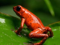 La Fortuna, Rio Penas Blancas Safari Float Tour - Housity