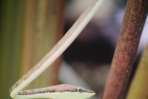 Manuel Antonio National Park: Wildlife-Watching Guided Hike