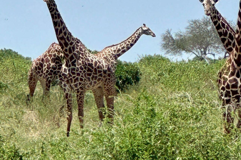 Mombasa:2-Day Tsavo East Wildlife Safari with Overnight Stay