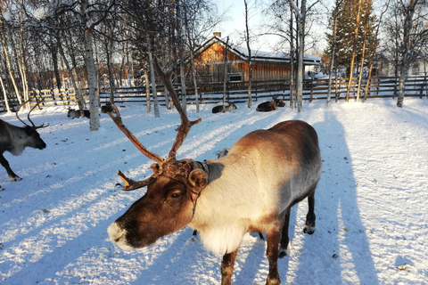 Stockholm : Traditions et dégustations de Noël en petit groupe