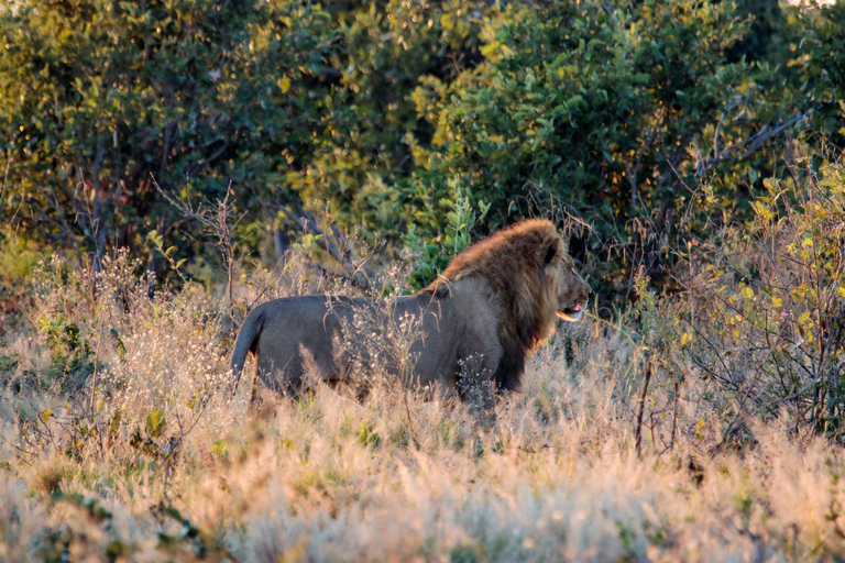 Excursión en coche por el Parque Nacional de Chobe