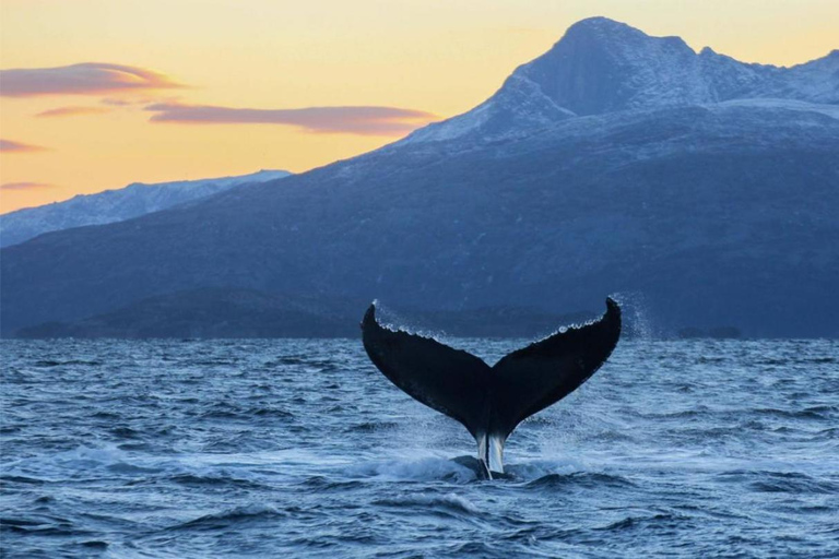From Tromsø: Skjervoy Whale Watching RIB Boat Tour