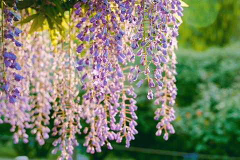 Tokyo & Ibaraki Tour: Hitachi Seaside Park & Adachi Wisteria
