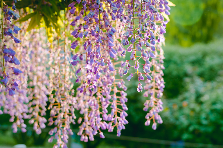 Tokyo & Ibaraki Tour: Hitachi Seaside Park & Adachi Wisteria
