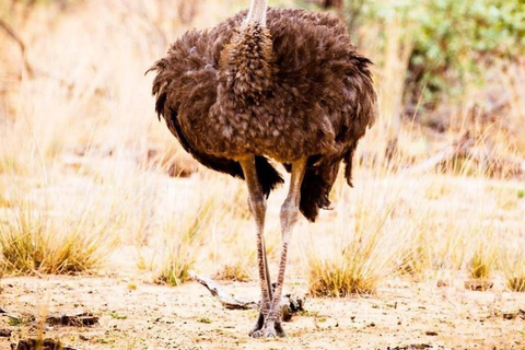 From Nairobi: Private 3-Day Masai Mara Big Five Game Drive