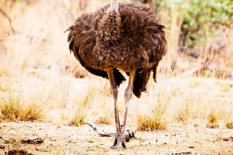 From Nairobi: Private 3-Day Masai Mara Big Five Game Drive