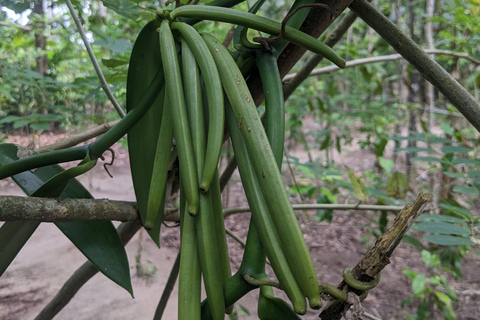 Excursión en Bicicleta por la Granja de Especias: Pedalea por Aventuras Aromáticas