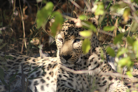 Windhoek: 3-Day Guided Safari in Etosha with Lodge