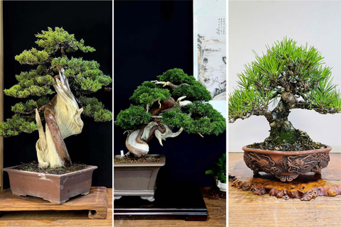 [ANNAM LADY-workshop group]Mini Bonsai Art avec Artisan HCMC