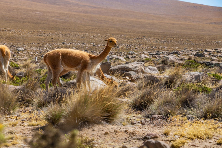 Arequipa: tour classico di 2 giorni del Canyon del Colca2 giorni di Colca Canyon classico con trasferimento a Puno