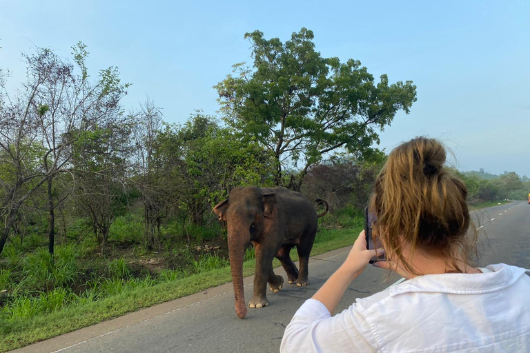 Sri Lanka: Tour turístico de 8 días con traslados al aeropuerto