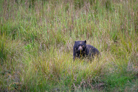 Private sight Tour Chingaza Paramo from Bogota, Andean BearPrivate sighting Tour in Chingaza Paramo, Andean Bear