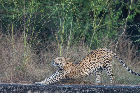 Jaipur: Jhalana Leopard Park Open Jeep Safari with Guide