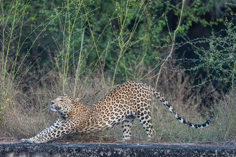 Jaipur: Jhalana Leopard Park Open Jeep Safari with Guide