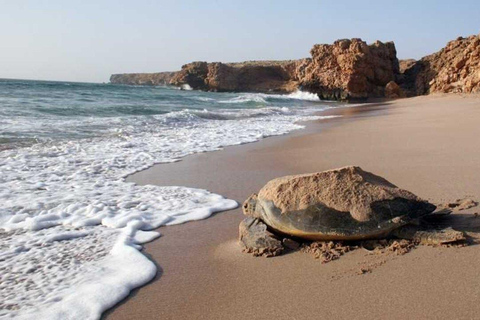 Muscat: Coastal Villages & Turtle Reserve Private Tour