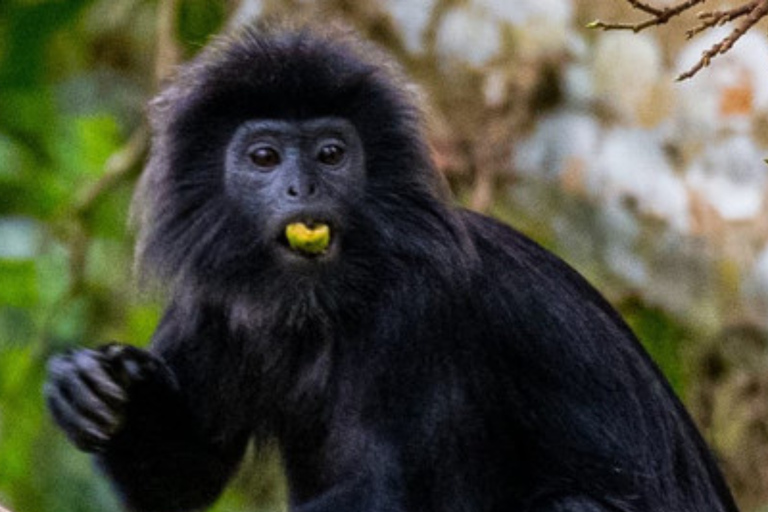 Tetebatu Waterfalls, Rice Terraces & Monkey Forest Day trip