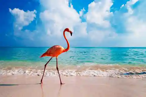 Aruba (AUA) : Airport Private Transfer to Aruba City