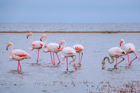 Z Nairobi: Wycieczka całodniowa do Parku Narodowego Lake Nakuru