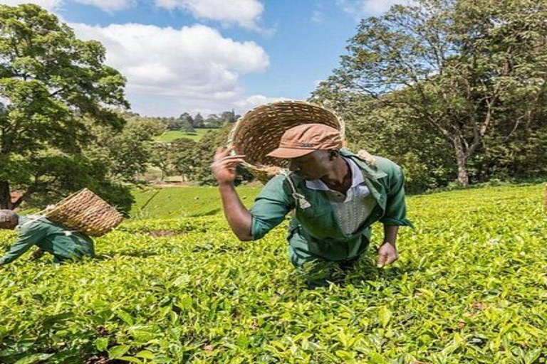 Excursão a uma fazenda de chá saindo de Nairóbi (Kiambethu)