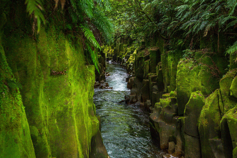 Rotorua: Whirinaki Forest Guided Tour & Luxury Spa Entry