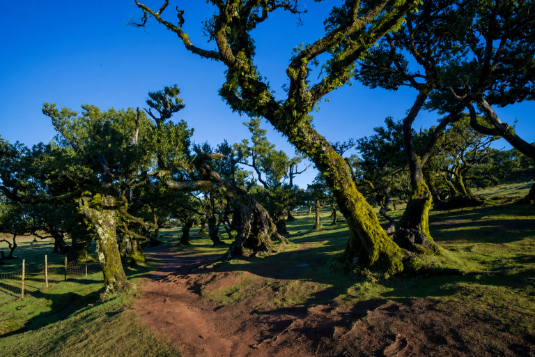 Ribeira Brava: West Madeira Tour with Fanal Forest & Pools