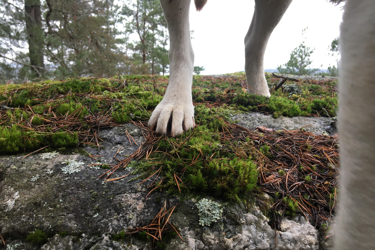 Stockholm: Dog Walk in Nature Reserve with Swedish Fika